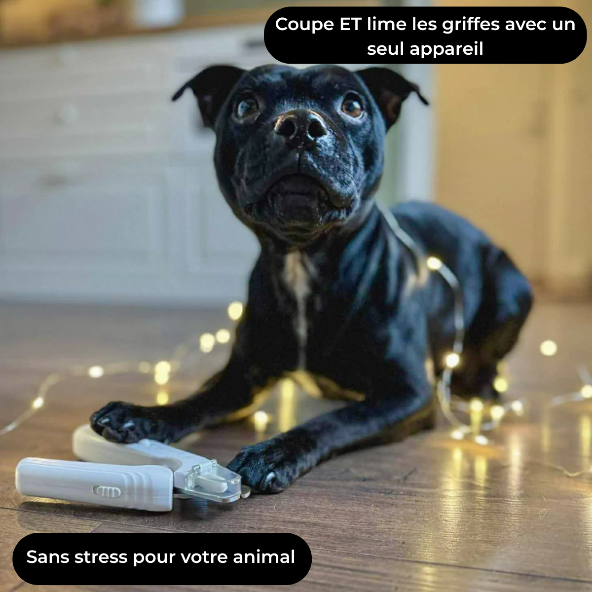 TassCare™ - Coupe et lime les griffes de votre animal en toute sécurité