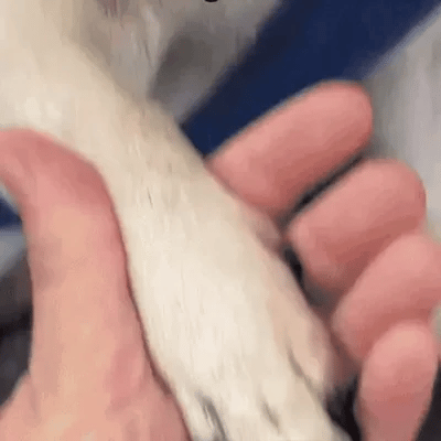 TassCare™ - Coupe et lime les griffes de votre animal en toute sécurité